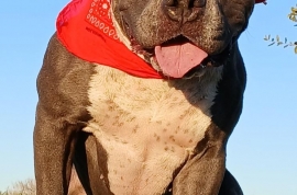 Pit Bull Terrier