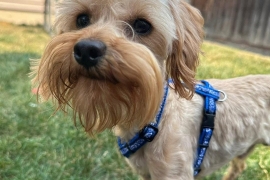 Yorkshire Terrier