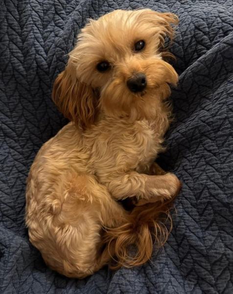 Yorkshire Terrier