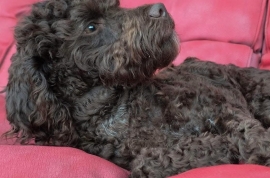 Aussiedoodle