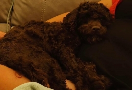 Aussiedoodle