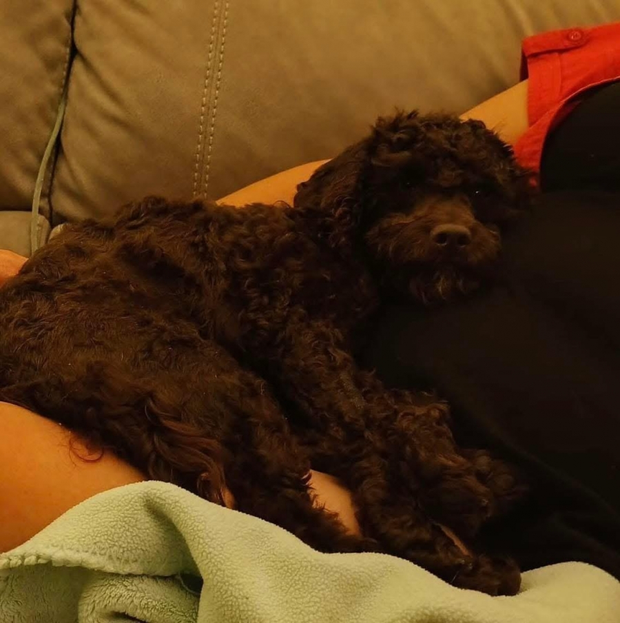Aussiedoodle