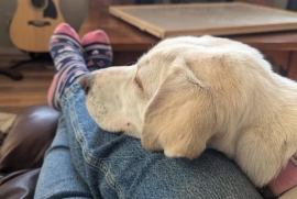 Yellow Labrador Retriever