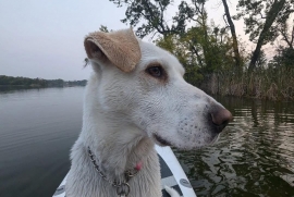 Yellow Labrador Retriever