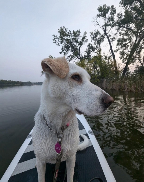 Yellow Labrador Retriever