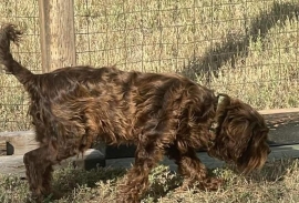 Aussiedoodle