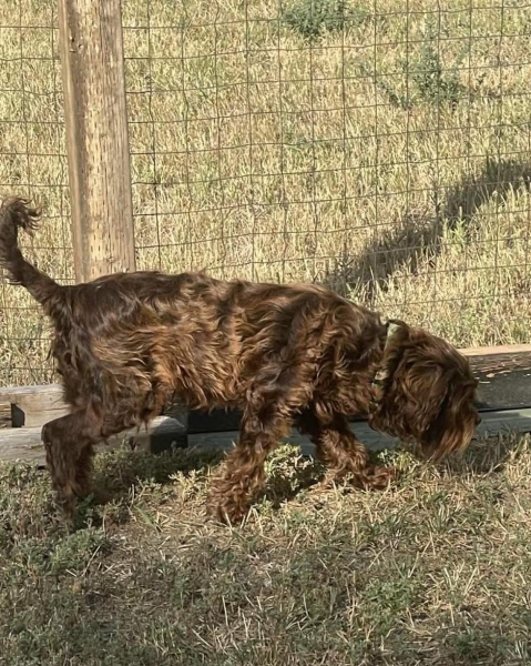 Aussiedoodle