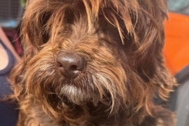 Aussiedoodle