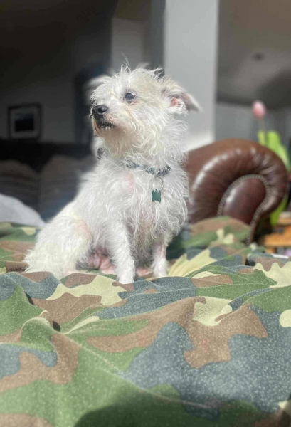 Yorkshire Terrier