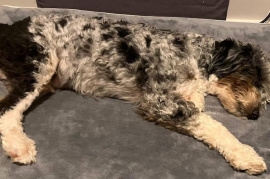 Sheepadoodle Sheepadoodle