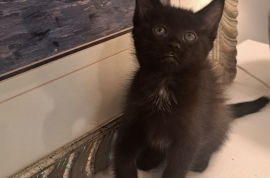 Domestic Short Hair Domestic Short Hair