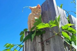 Domestic Short Hair Domestic Short Hair