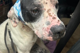 Cane Corso Cane Corso