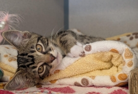 Domestic Short Hair Domestic Short Hair