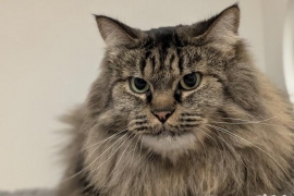 Domestic Medium Hair