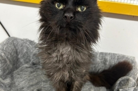 Domestic Medium Hair