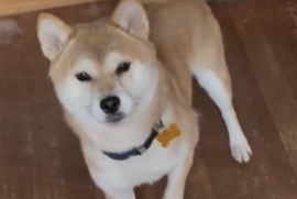 Shiba Inu
