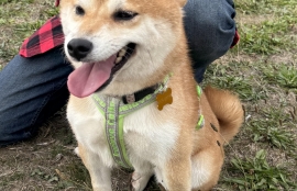 Shiba Inu Shiba Inu