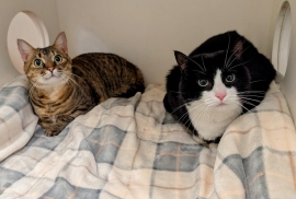 Domestic Short Hair Domestic Short Hair