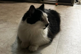 Domestic Medium Hair