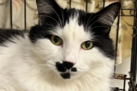 Domestic Medium Hair