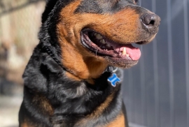 Rottweiler