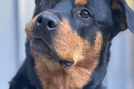 Rottweiler Rottweiler