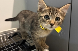 Domestic Short Hair Domestic Short Hair