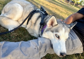 Siberian Husky Siberian Husky