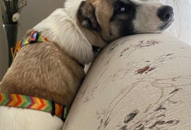 Labrador Retriever Labrador Retriever