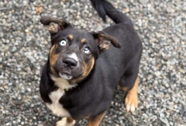 Mixed Breed Mixed Breed