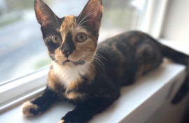 Domestic Short Hair Domestic Short Hair