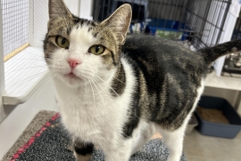 Domestic Short Hair Domestic Short Hair