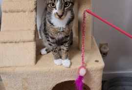 Domestic Short Hair Domestic Short Hair