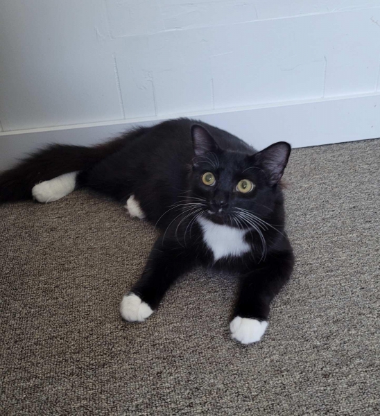 Domestic Medium Hair