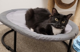 Domestic Medium Hair