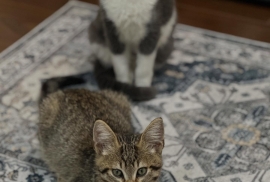 Domestic Medium Hair Domestic Medium Hair