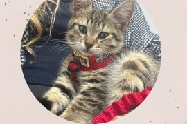 Domestic Medium Hair