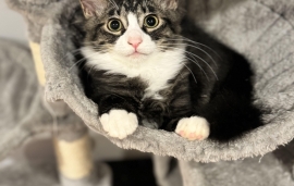 Domestic Medium Hair Domestic Medium Hair