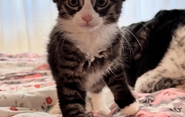 Domestic Medium Hair