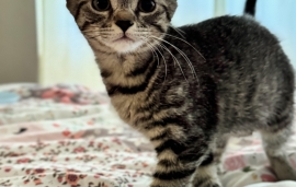 Domestic Short Hair Domestic Short Hair