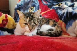 Calico