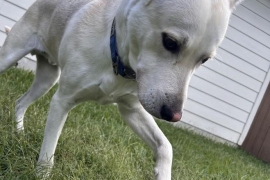 Labrador Retriever Labrador Retriever