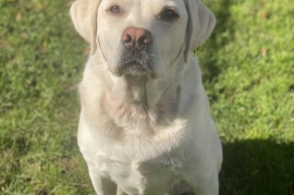 Labrador Retriever Labrador Retriever