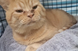 Domestic Short Hair Domestic Short Hair