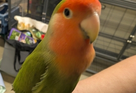 Lovebird