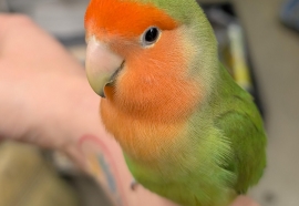Lovebird