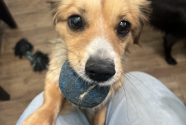 Cocker Spaniel Cocker Spaniel
