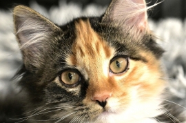 Domestic Medium Hair