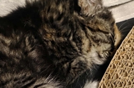 Domestic Medium Hair